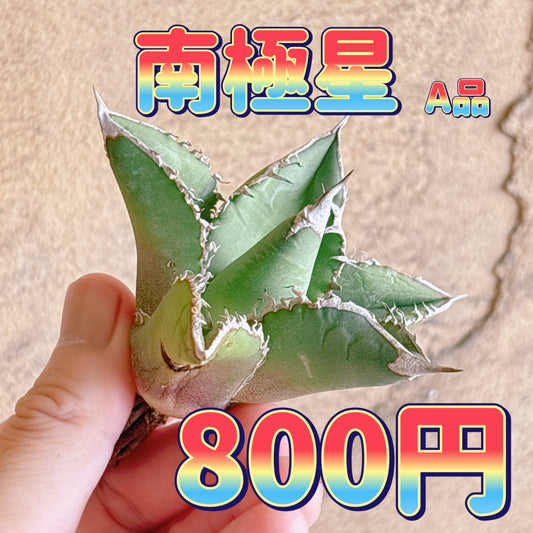 南極星　A品　カット苗