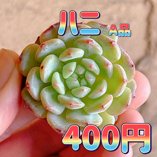 ハニ　A品　カット苗
