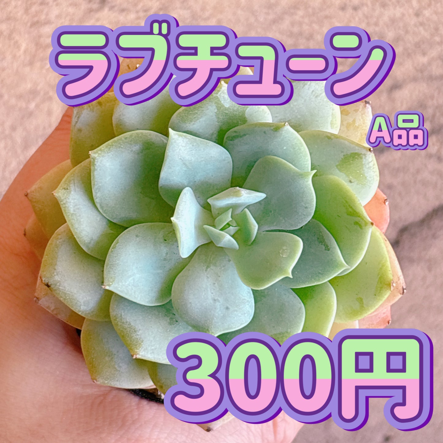 ラブチューン　A品　根付き苗