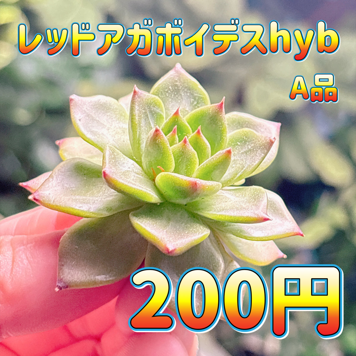 レッドアガボイデスhyb　A品　カット苗