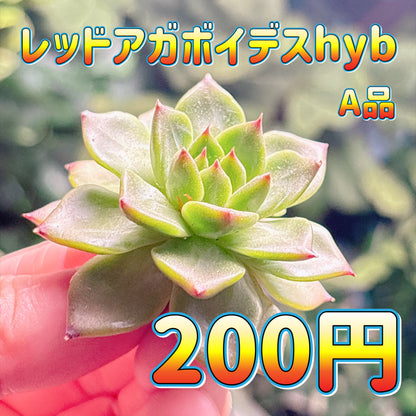 レッドアガボイデスhyb　A品　カット苗