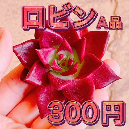 ロビン　A品　カット苗