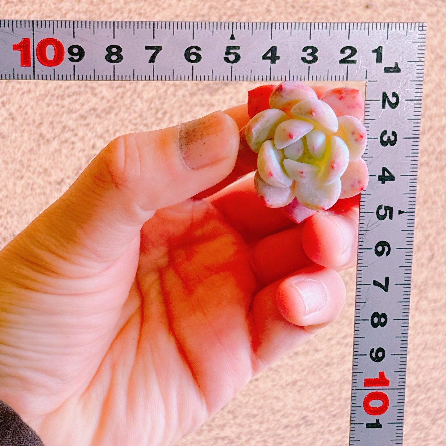 モンロースター　A品　カット苗