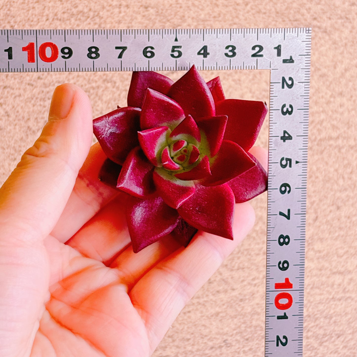 ロビン　A品　カット苗