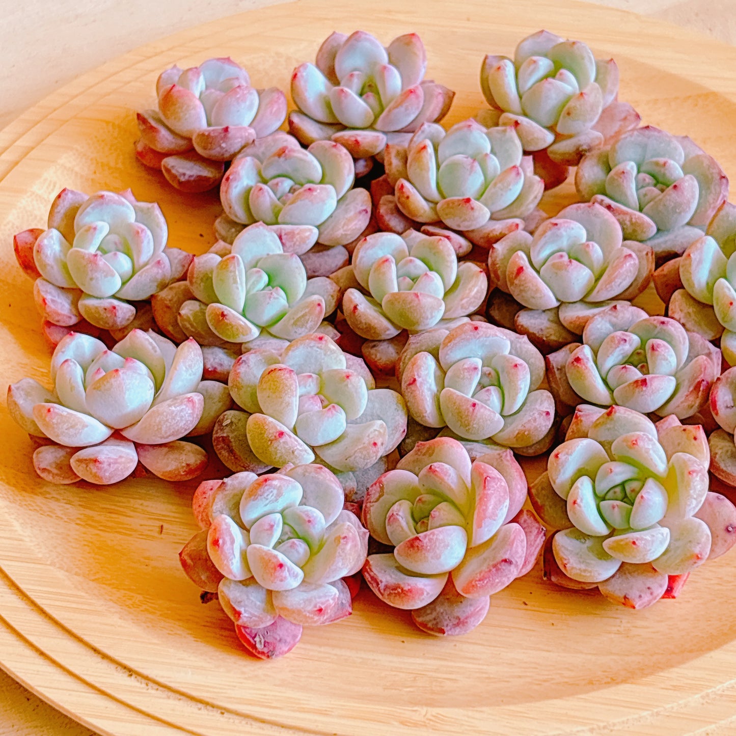 モンロースター　A品　カット苗