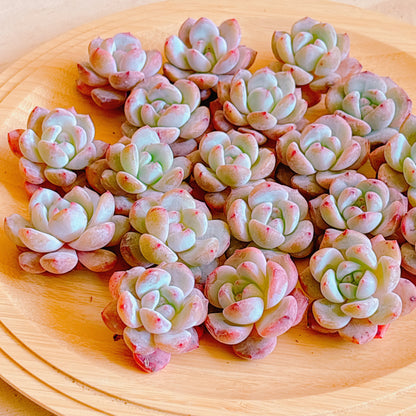 モンロースター　A品　カット苗