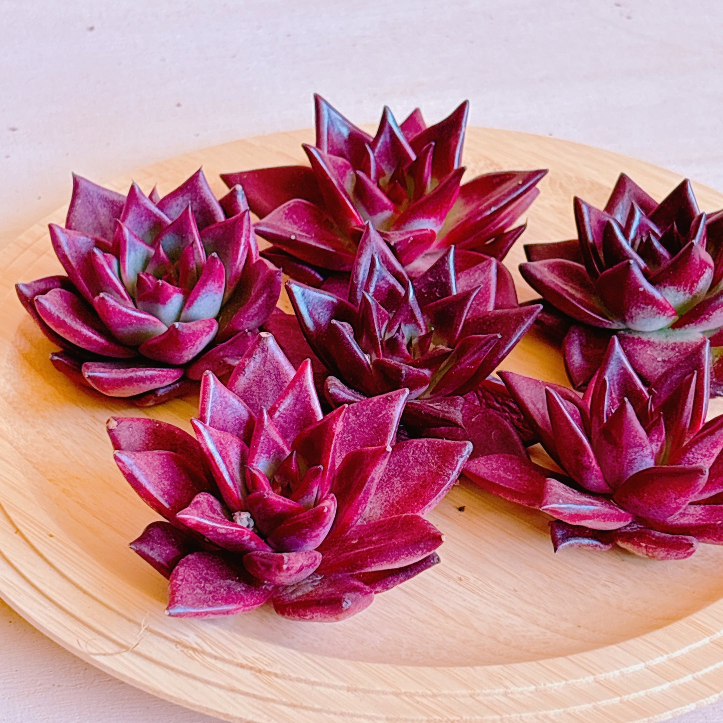 ロビン　A品　カット苗