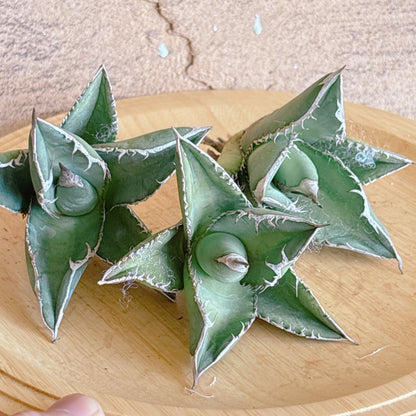 南極星　A品　カット苗