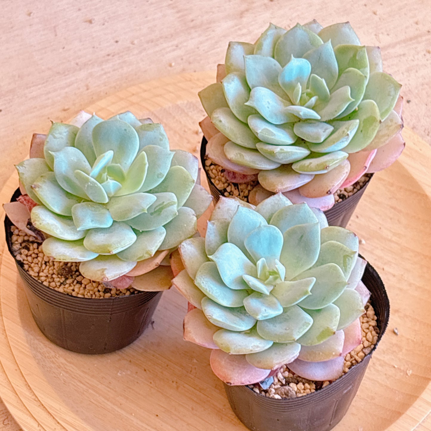 ラブチューン　A品　根付き苗
