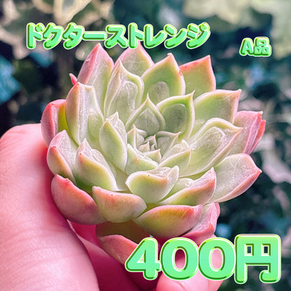 ドクターストレンジ　A品　カット苗