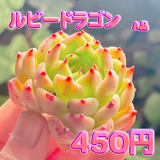 ルビードラゴン　A品　カット苗