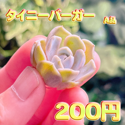 タイニーバーガー　A品　カット苗
