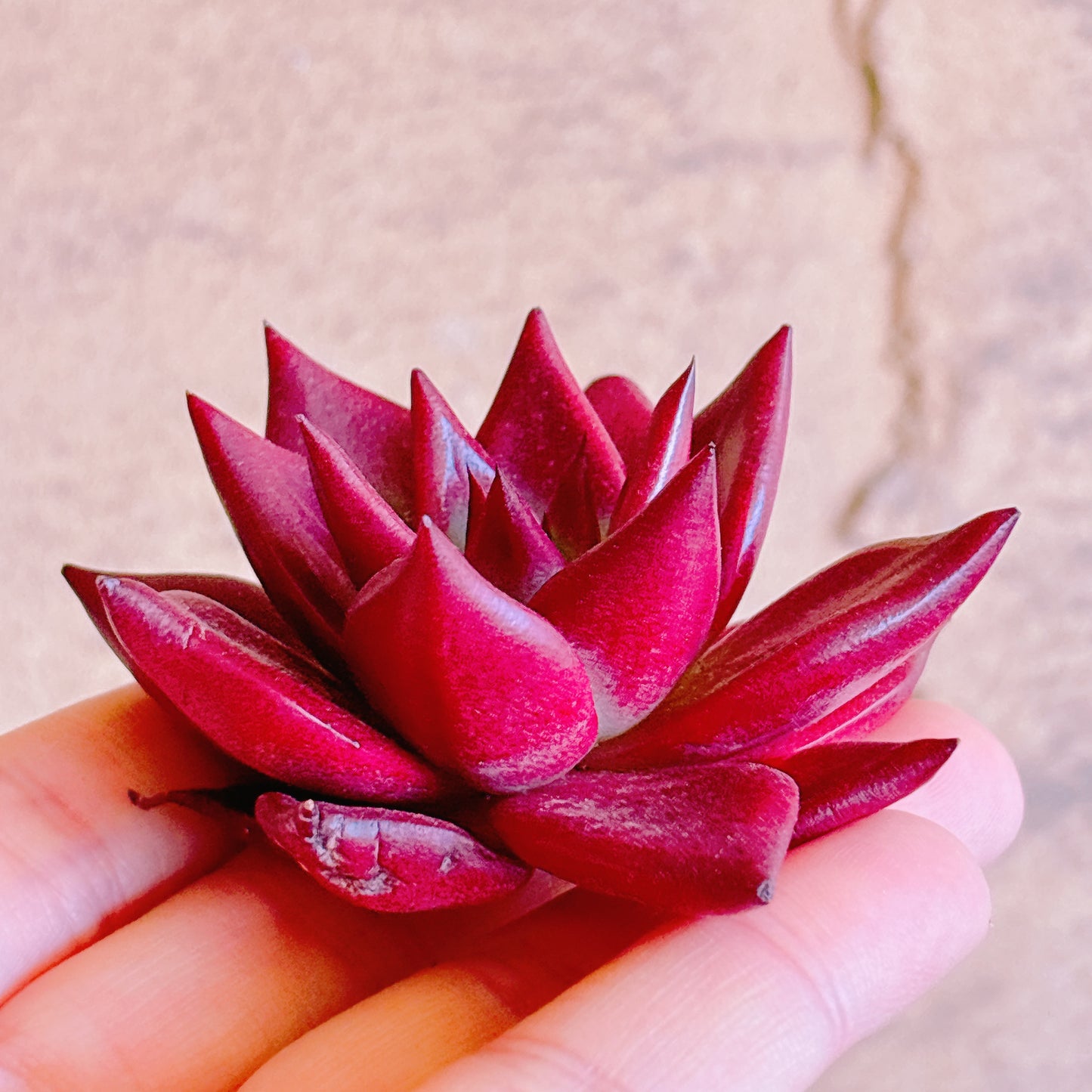 ロビン　A品　カット苗