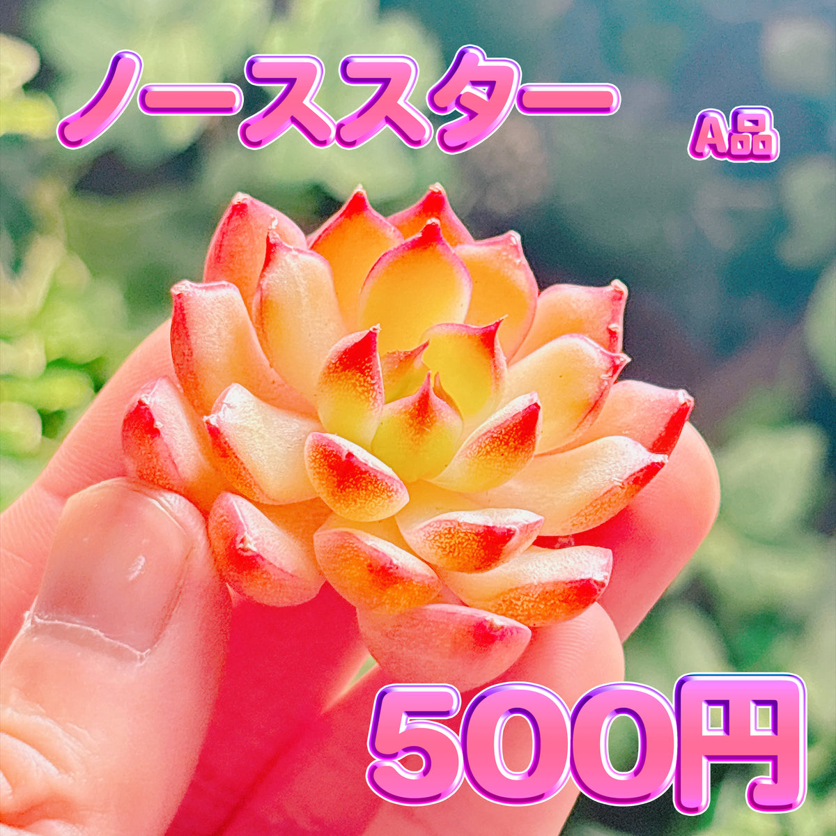 ノーススター　A品　カット苗