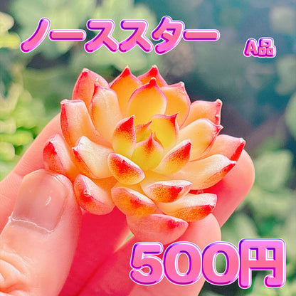 ノーススター　A品　カット苗