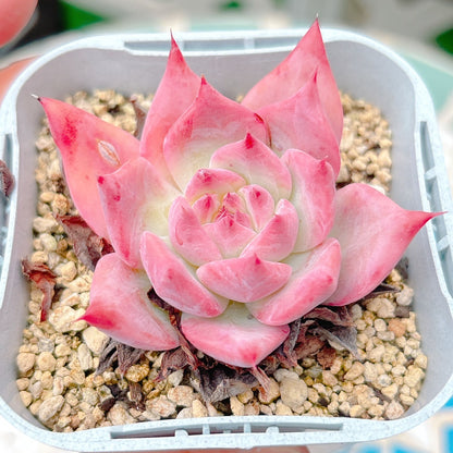 リンゼアナ　特級品　17