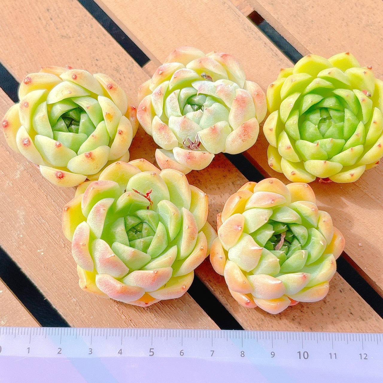 アップルセント　A品