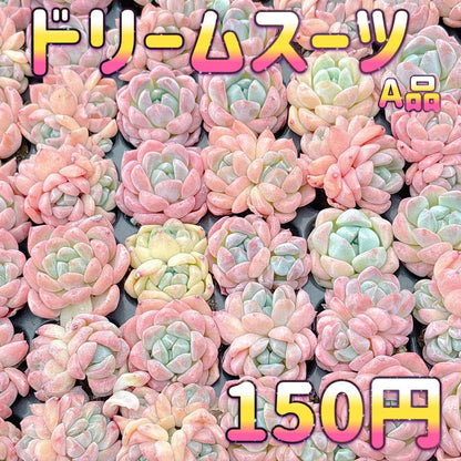ドリームスーツ　A品　プラグ苗