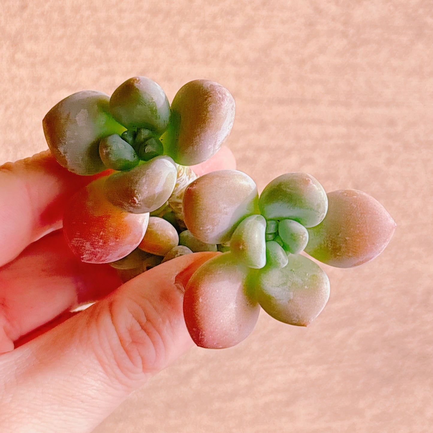 トム・サム　A品　カット苗　134-26