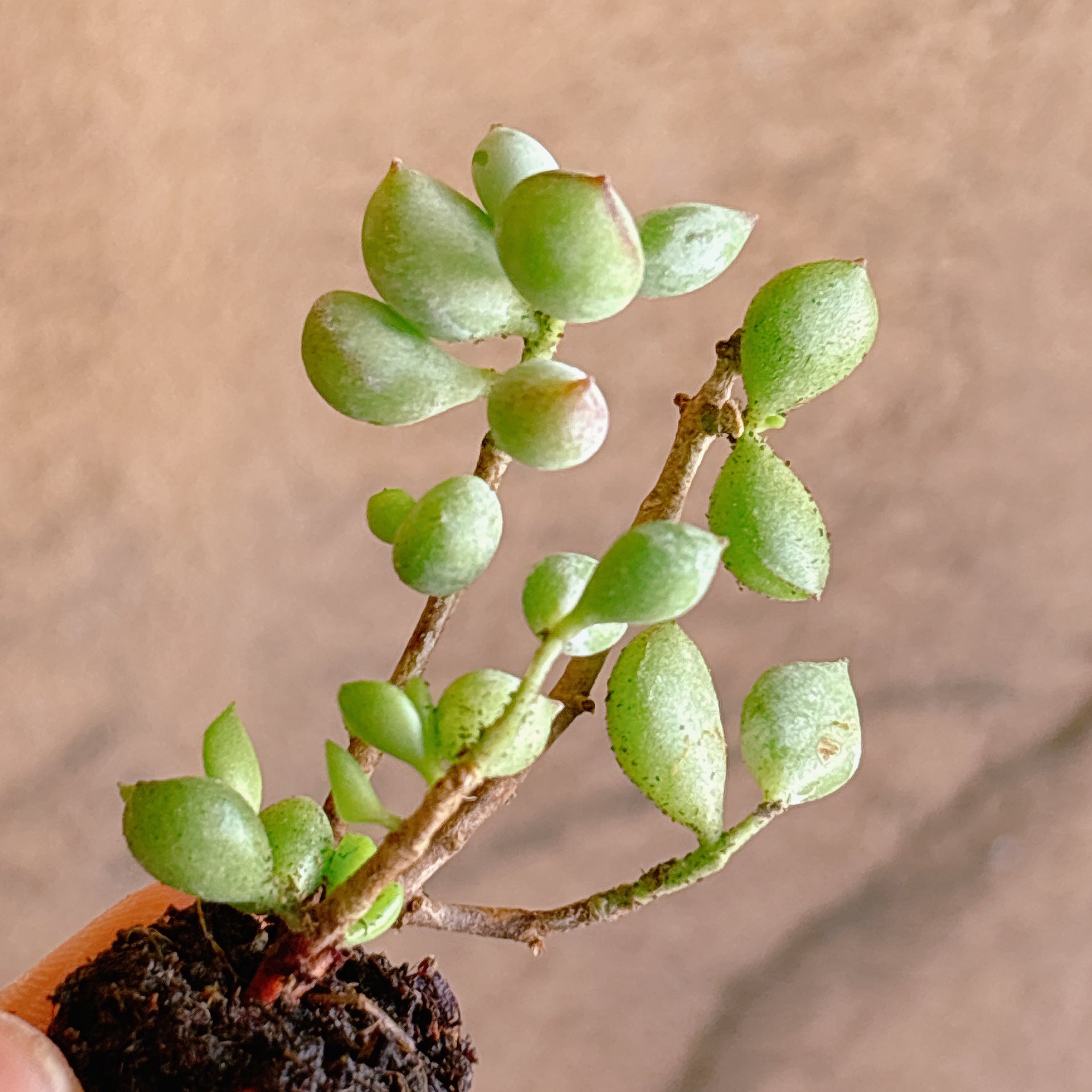 セダム – Bull Succulent