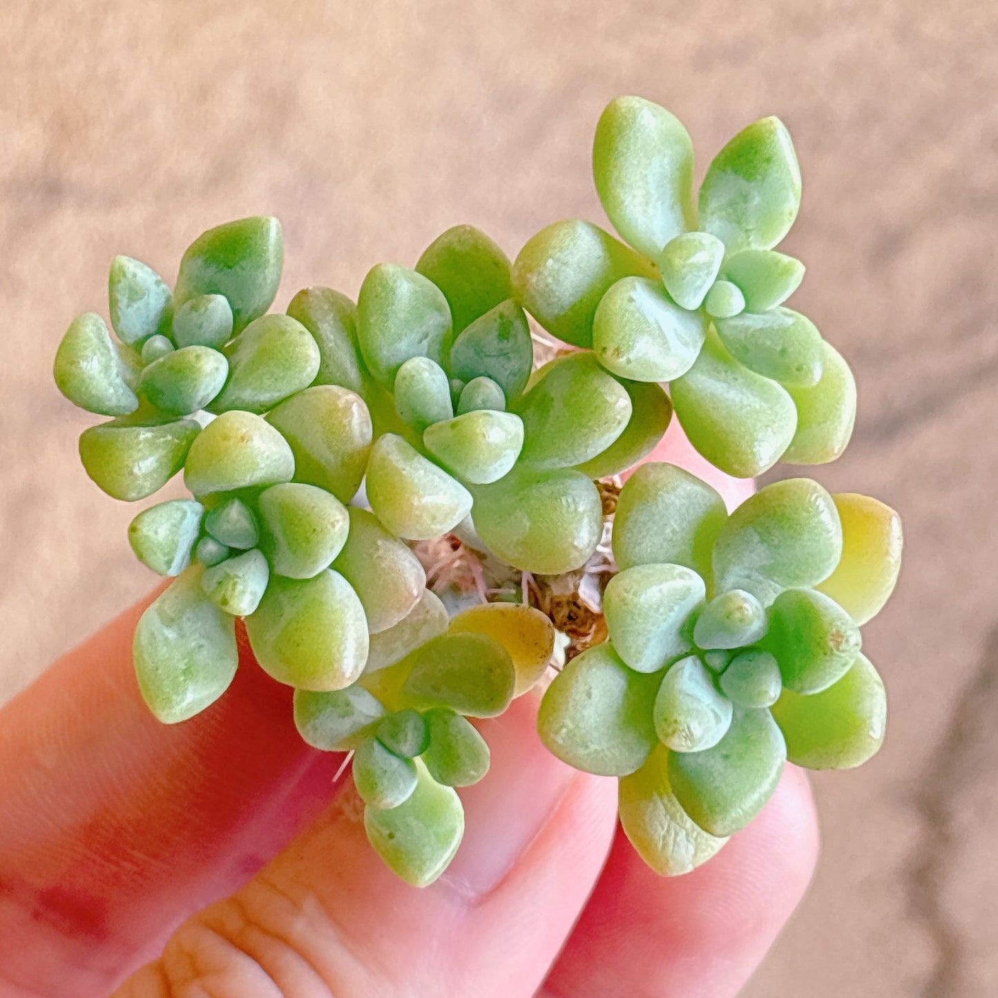 多肉植物