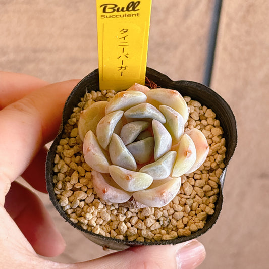 多肉植物