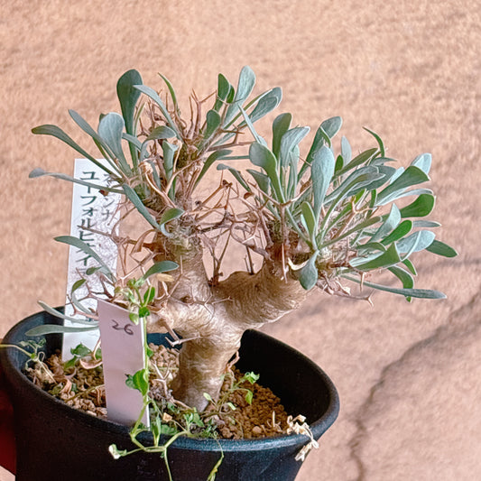 多肉植物