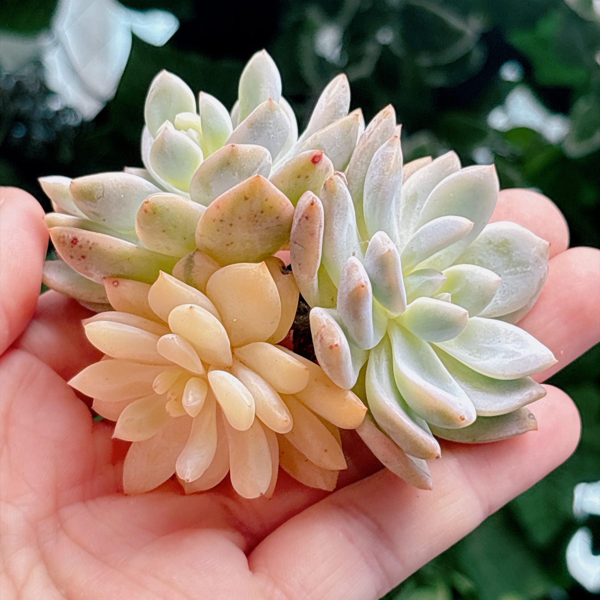 多肉植物