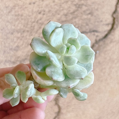多肉植物
