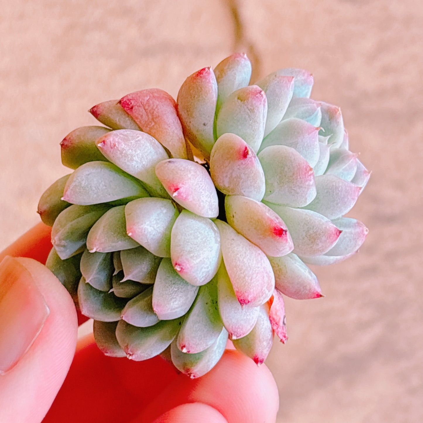 多肉植物
