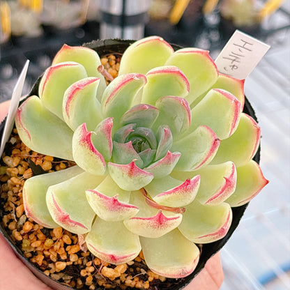 多肉植物