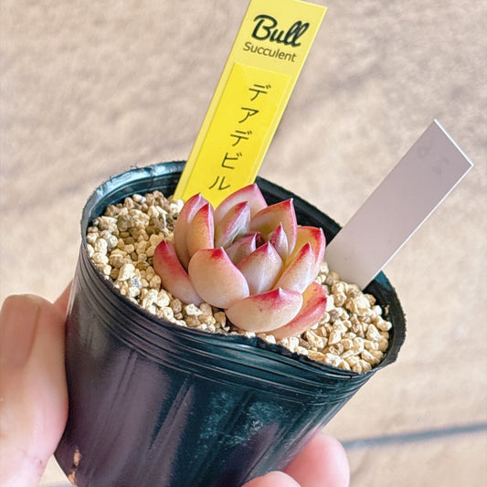 多肉植物