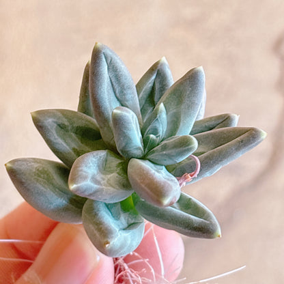 多肉植物