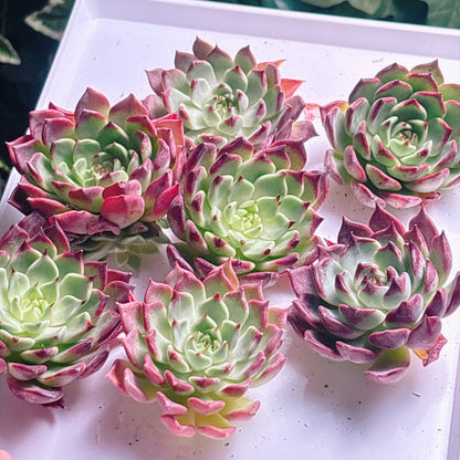 多肉植物