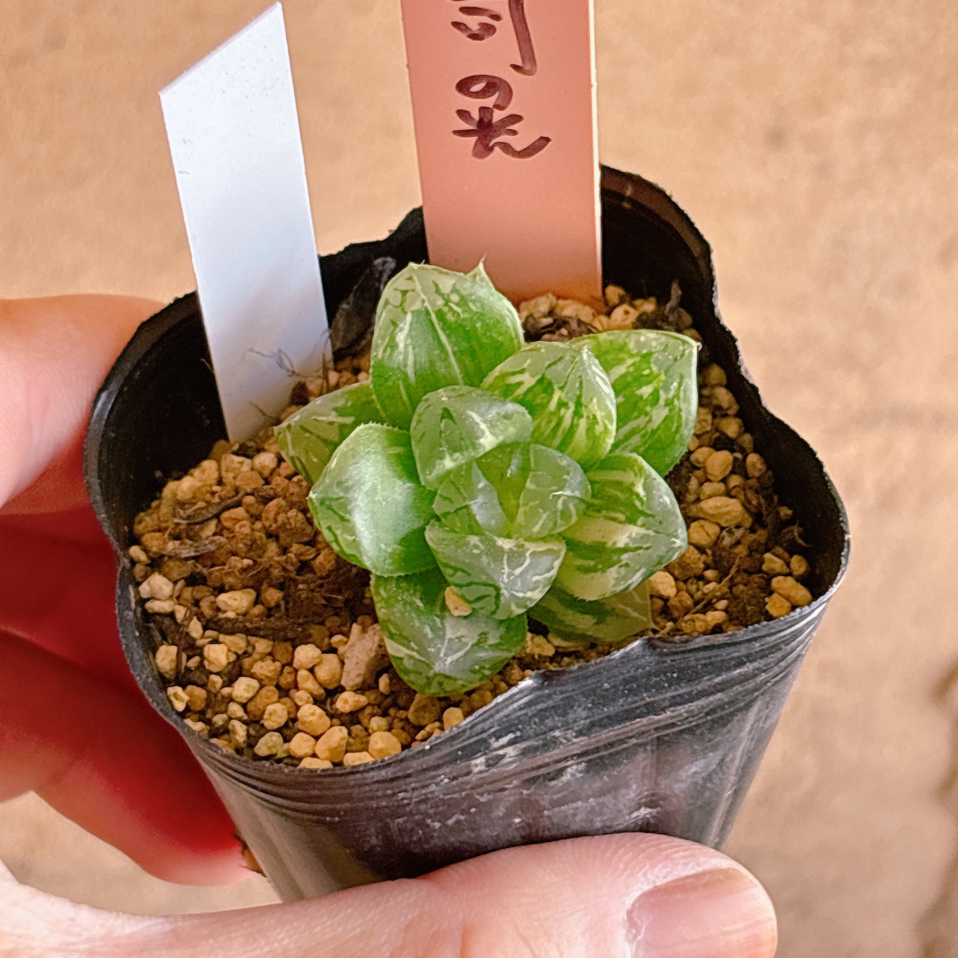 多肉植物