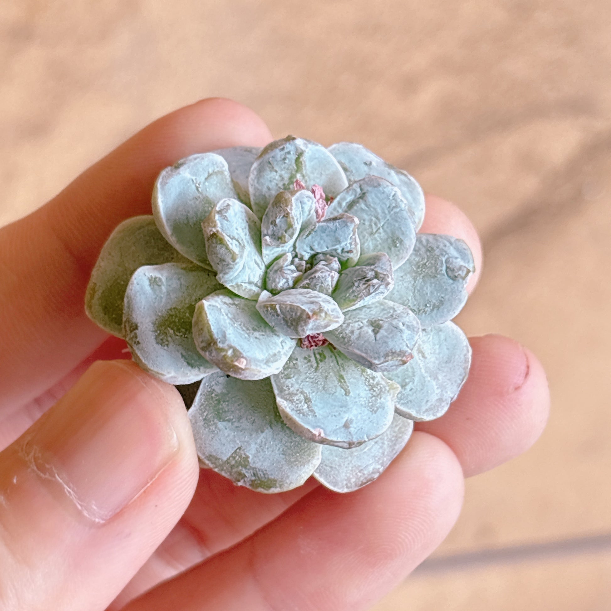 多肉植物
