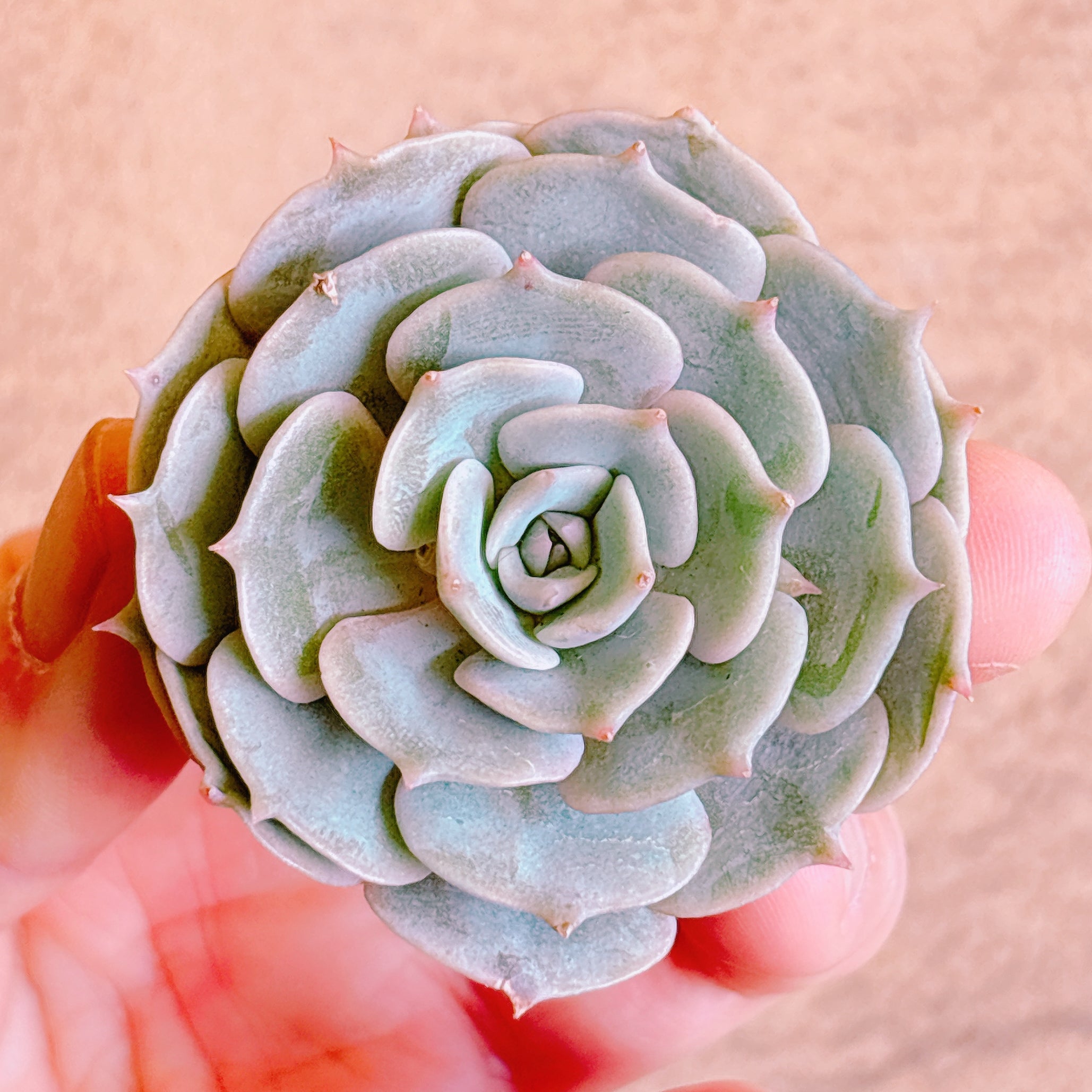 多肉植物の販売・通販サイト | Bull Succulent(ブルサキュレント)