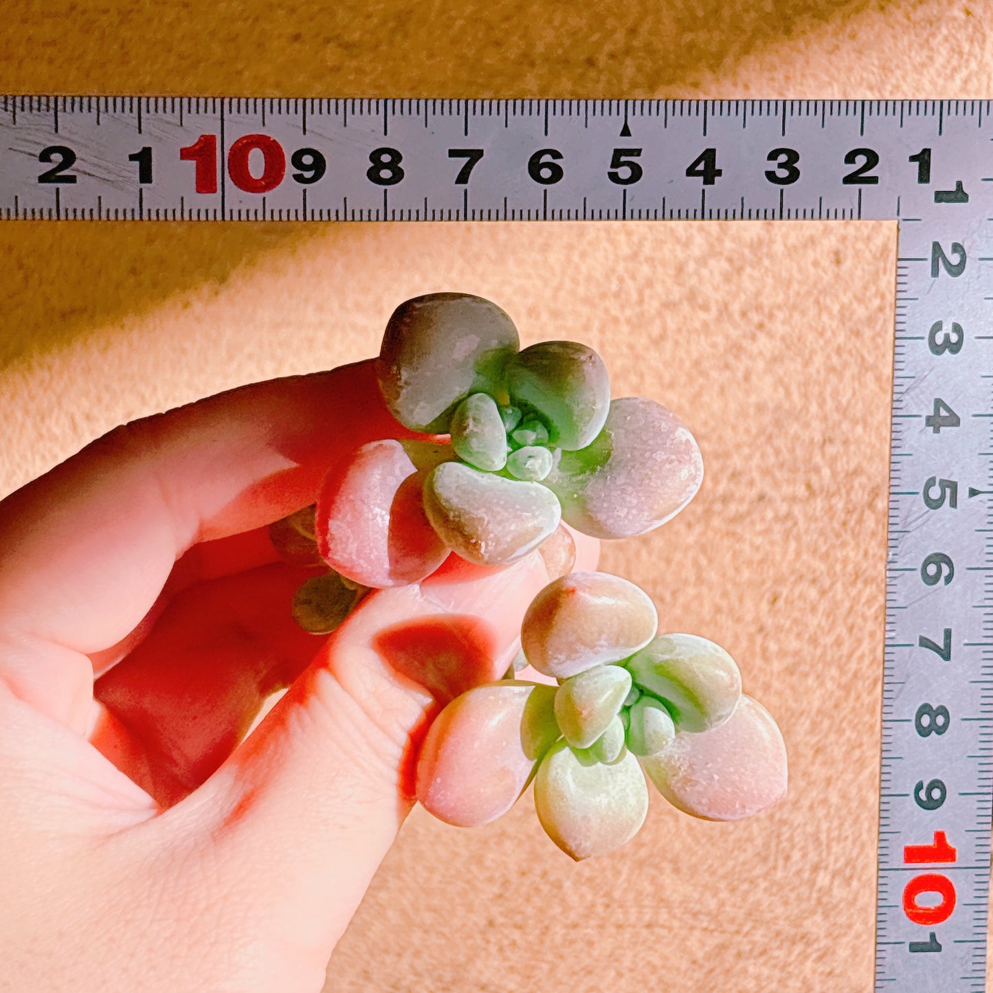 トム・サム　A品　カット苗　134-26