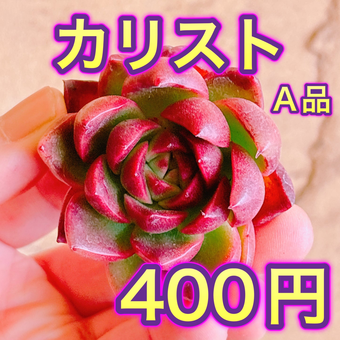 カリスト　A品　カット苗
