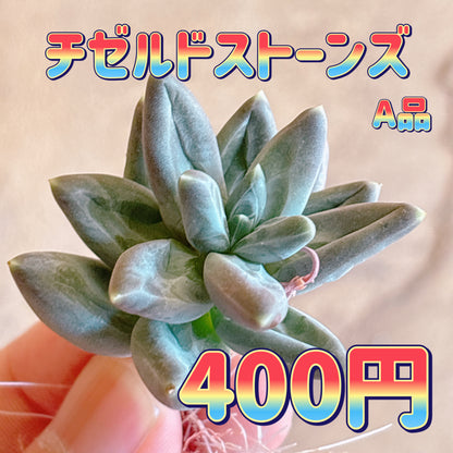 チゼルドストーンズ　A品　カット苗