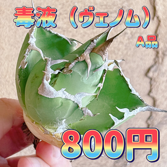 毒液（ヴェノム）　A品　カット苗
