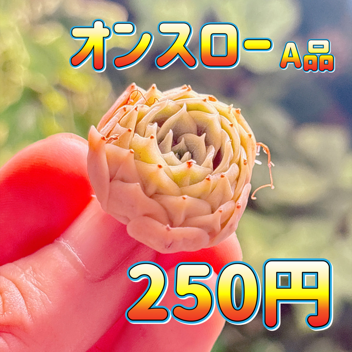 オンスロー　A品　カット苗