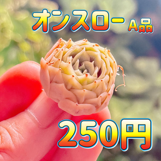 オンスロー　A品　カット苗
