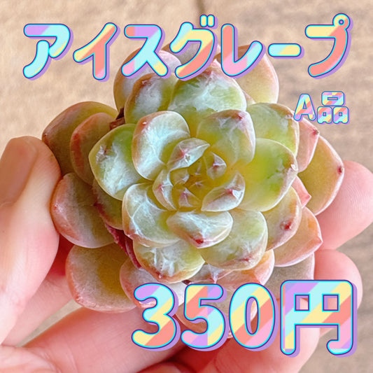 アイスグレープ　A品　カット苗