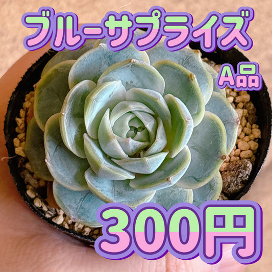 ブルーサプライズ　A品　根付き苗