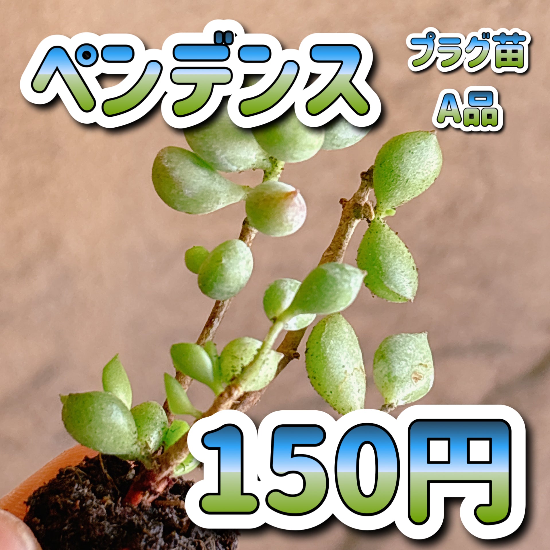セダム – Bull Succulent
