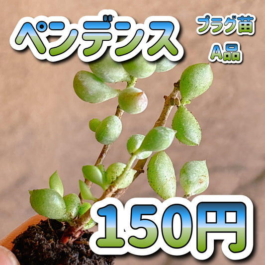ペンデンス　A品　プラグ苗