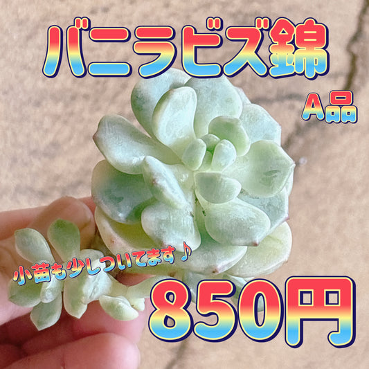 バニラビズ錦　A品　カット苗
