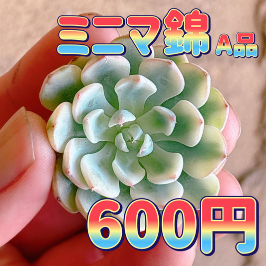 ミニマ錦　A品　カット苗
