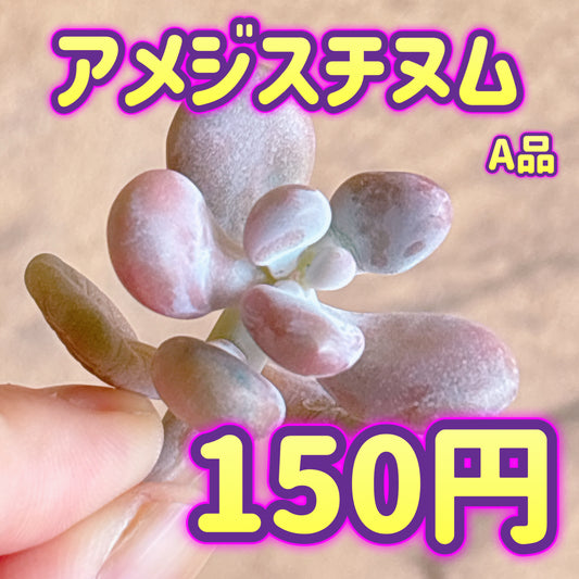 アメジスチヌム　A品　カット苗